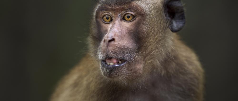 Javaneraffen (Macaca fascicularis) erhielten in einem Experiment die Nieren von Schweinen - manche von ihnen überlebten nicht lange.