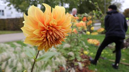 Beim Dahlienmarkt im Volkspark kann man Blumen frisch vom Beet erstehen.