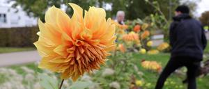 Beim Dahlienmarkt im Volkspark kann man Blumen frisch vom Beet erstehen.