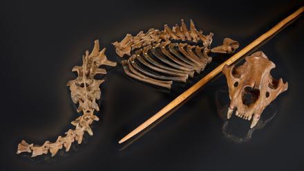 Die Überreste des Höhlenlöwen mit der Nachbildung eines hölzernen Speers, wie sie Neandertaler nutzten.