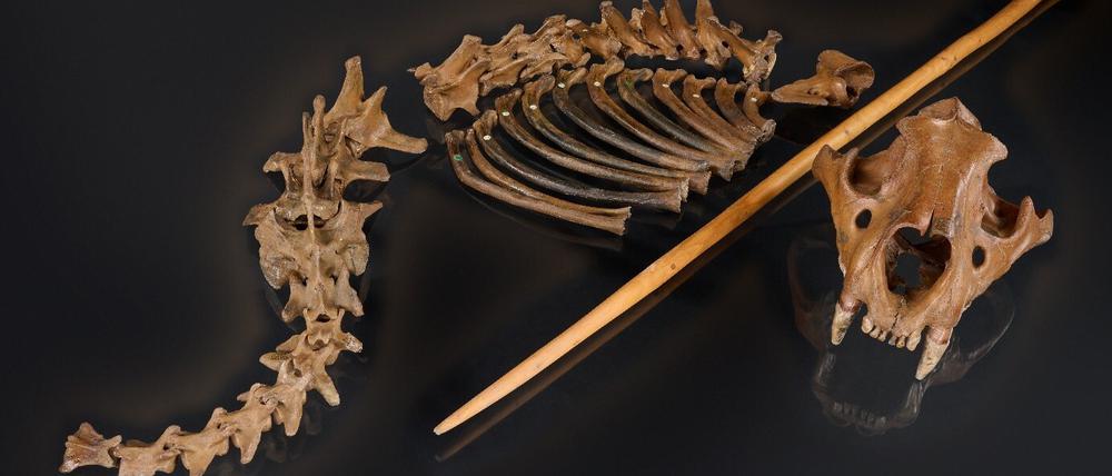 Die Überreste des Höhlenlöwen mit der Nachbildung eines hölzernen Speers, wie sie Neandertaler nutzten.