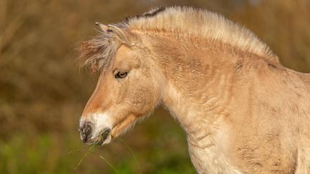 Ein Pferd (Symbolbild).
