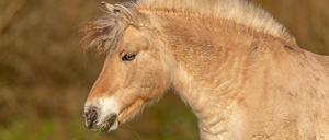 Ein Pferd (Symbolbild).