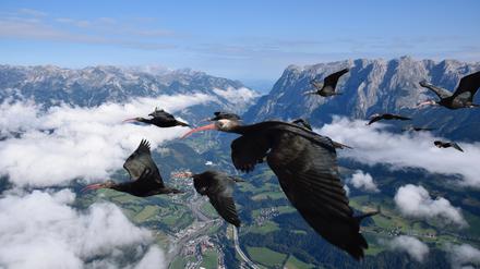 Zugvögel sind etwa gänsegroß, haben aber im Unterschied zu Gänsen lange, sichelförmige Schnäbel. 