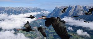 Zugvögel sind etwa gänsegroß, haben aber im Unterschied zu Gänsen lange, sichelförmige Schnäbel. 