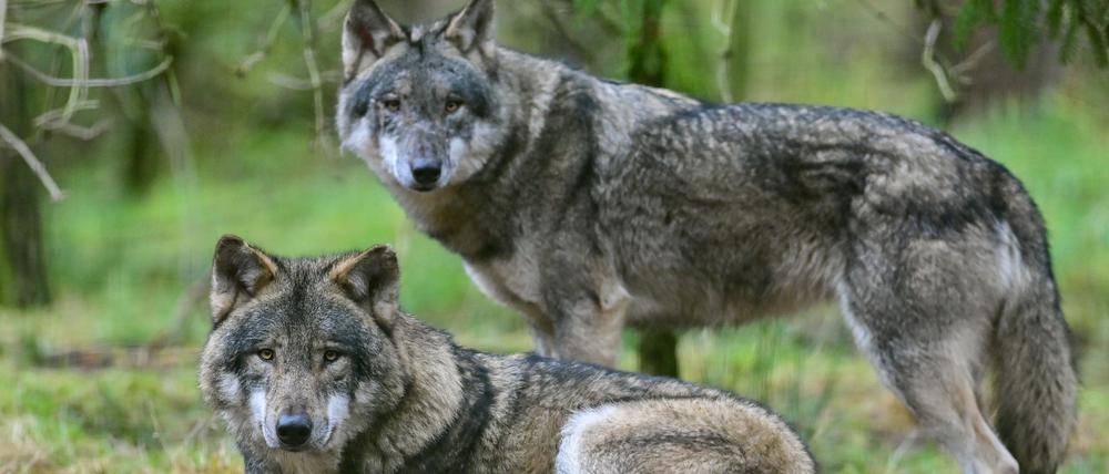 Wölfe in einem Gehege im Wildpark bei Groß Schönebeck in Brandenburg.