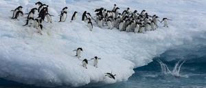 Veränderungen des Eisaufkommens in der Antarktis betreffen das Gebiet auch als Ökosystem.