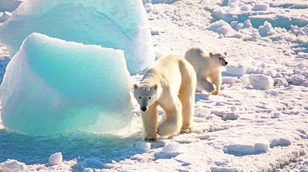 Eisbären kennen hoch im Norden keine Furcht.