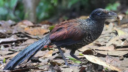 Der Bindengrundkuckuck (Neomorphus radiolosus) lässt sich in tropischen Waldgebieten auch anhand seiner Lautäußerungen nachweisen.