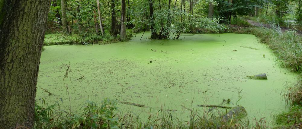 Verwunschener Ort. Die Kuhlake zeigt sich im Herbst noch von ihrer grünen Seite.