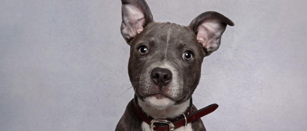 Neue Forschung zeigt es: Hunde sind viel mehr als „dumme Wölfe“.