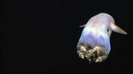 Dumbo-Oktopusse leben in der Tiefsee.