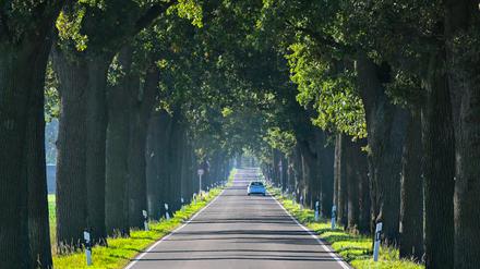 ARCHIV - 18.10.2023, Brandenburg, Heinersdorf: Ein Auto fährt eine Eichenallee entlang. Die Bäume an dieser Straße in Ostbrandenburg sind über 100 Jahre alt. In Brandenburg wird neues Kompetenzzentrum für Straßenbäume und Alleen aufgebaut. (zu dpa: «Brandenburg baut neues Kompetenzzentrum für Erhalt von Alleen auf») Foto: Patrick Pleul/dpa +++ dpa-Bildfunk +++
