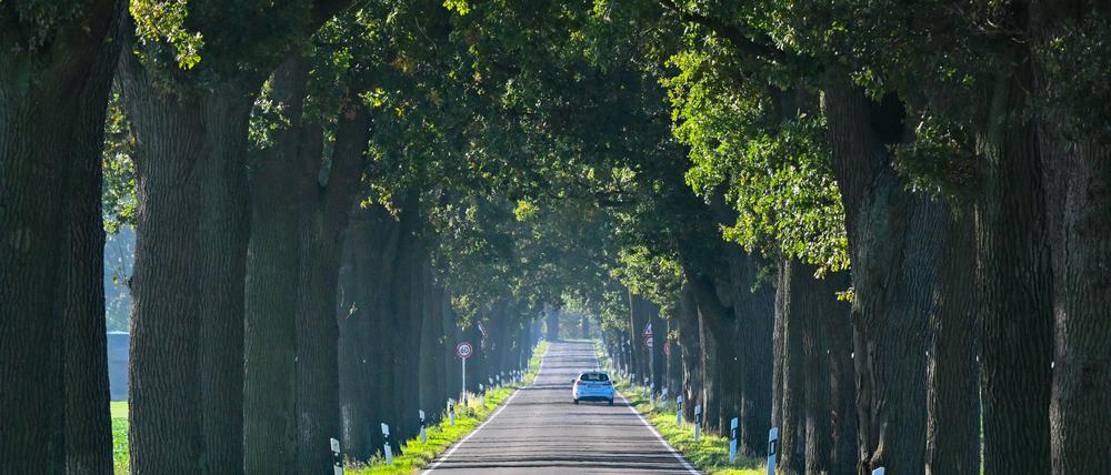 ARCHIV - 18.10.2023, Brandenburg, Heinersdorf: Ein Auto fährt eine Eichenallee entlang. Die Bäume an dieser Straße in Ostbrandenburg sind über 100 Jahre alt. In Brandenburg wird neues Kompetenzzentrum für Straßenbäume und Alleen aufgebaut. (zu dpa: «Brandenburg baut neues Kompetenzzentrum für Erhalt von Alleen auf») Foto: Patrick Pleul/dpa +++ dpa-Bildfunk +++