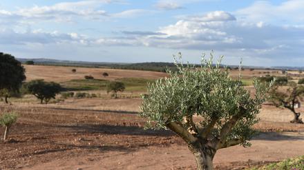  Die karge Landschaft der portugiesischen Provinz Alentejo.