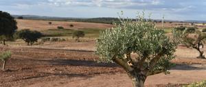  Die karge Landschaft der portugiesischen Provinz Alentejo.