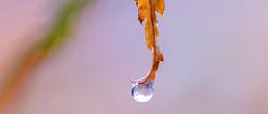 Ein Regentropfen hängt an einem Ahornblatt. (Symbolbild)