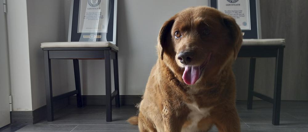 20.05.2023, Portugal, Conqueiros: Hund Bobi sitzt für ein Foto in seinem Haus mit seiner Guinness-Weltrekord-Urkunde für den ältesten Hund.