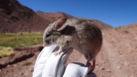 Die Blattohrmaus Phyllotis vaccarum hält den Höhenrekord unter den Säugetieren.