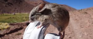 Die Blattohrmaus Phyllotis vaccarum hält den Höhenrekord unter den Säugetieren.