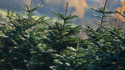 14.11.2019, Brandenburg, Werder: Zahlreiche junge Tannenbäume wachsen auf einer Plantage auf dem Gelände des Werderaner Tannenhofs im Ortsteil Plessow. Die Weihnachtsbaum-Saison in Brandenburg ist gestartet. Foto: Monika Skolimowska/dpa-Zentralbild/dpa - Honorarfrei nur für Bezieher des Dienstes ZB-Funkregio Ost +++ ZB-FUNKREGIO OST +++
