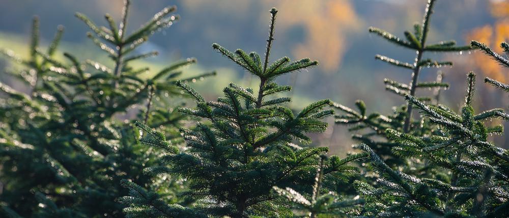 14.11.2019, Brandenburg, Werder: Zahlreiche junge Tannenbäume wachsen auf einer Plantage auf dem Gelände des Werderaner Tannenhofs im Ortsteil Plessow. Die Weihnachtsbaum-Saison in Brandenburg ist gestartet. Foto: Monika Skolimowska/dpa-Zentralbild/dpa - Honorarfrei nur für Bezieher des Dienstes ZB-Funkregio Ost +++ ZB-FUNKREGIO OST +++