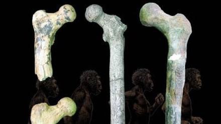 Knochen zum Laufen: Ein Millionen Jahre alter Sensationsfund.