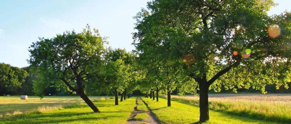 Der Botanische Volkspark Blankenfelde.