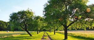 Botanischer Volkspark Blankenfeld