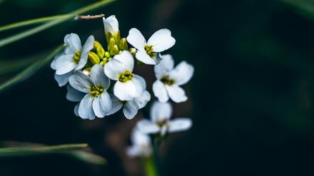 Die Ackerschmalwand Arabidopsis ist ein unscheinbares Unkraut und Lieblingspflanze der Pflanzenforscher. 