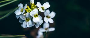 Die Ackerschmalwand Arabidopsis ist ein unscheinbares Unkraut und Lieblingspflanze der Pflanzenforscher. 