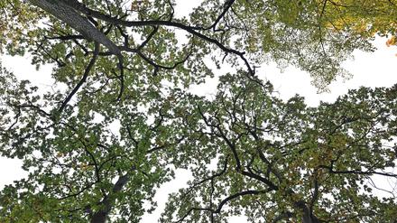 Besonders die Eichen und Buchen landen in Brandenburg. (Symbolbild)