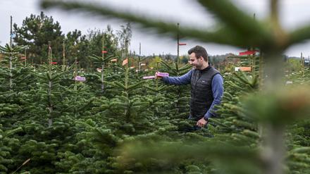 Christian Mai, Geschäftsführer vom Werderaner Tannenhof, steht zwischen Weihnachtsbäumen auf dem Gelände mit Bäumen, die zum Verkauf angeboten werden. 