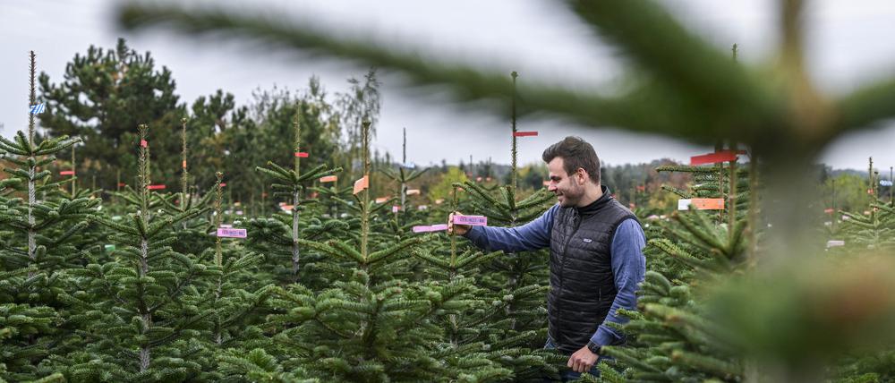 Christian Mai, Geschäftsführer vom Werderaner Tannenhof, steht zwischen Weihnachtsbäumen auf dem Gelände mit Bäumen, die zum Verkauf angeboten werden.