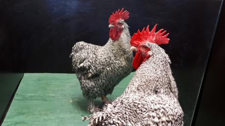 Hähne warnen Vögel, die sie im Spiegel sehen, nicht. Das werten die Forschenden  Beweise dafür, dass sich Hühner im Spiegel selbst erkennen.