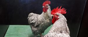 Hähne warnen Vögel, die sie im Spiegel sehen, nicht. Das werten die Forschenden  Beweise dafür, dass sich Hühner im Spiegel selbst erkennen.