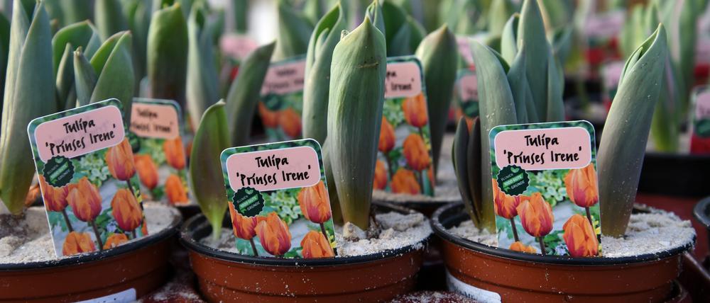 Die CDU will Babelsberg mit 1000 Tulpen schöner machen.