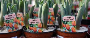 Die CDU will Babelsberg mit 1000 Tulpen schöner machen.