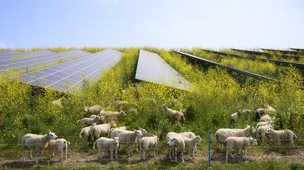 Schafe grasen neben einer Photovoltaik-Anlage. 
