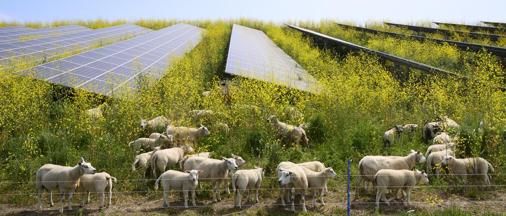 Schafe grasen neben einer Photovoltaik-Anlage.