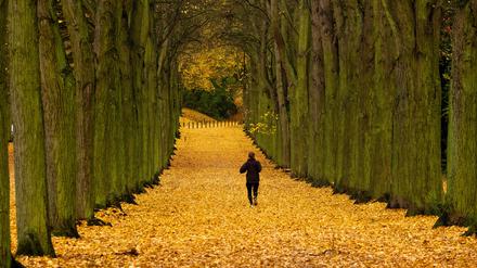 Ein Sportler joggt auf einer mit Laub bedeckten Allee.