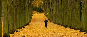 Ein Sportler joggt auf einer mit Laub bedeckten Allee. 