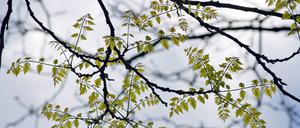 Bildnummer: 51356851 Datum: 02.05.2006 Copyright: imago/Liedle Junge Blätter an den Zweigen des Götterbaums (Ailanthus altissima) in Köln, Pflanzen; 2006, Köln, Baum, Bäume, Zweig, Zweige, , , Götterbaum, Götterbäume, Himmelsbaum, Himmelsbäume; , quer, Kbdig, Einzelbild, Deutschland, , Natur, Nordrhein Westfalen, Europa