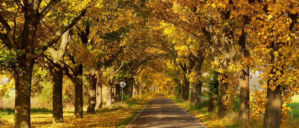 Brandenburg gilt als das Alleen-Land Nummer eins unter den Bundesländern.