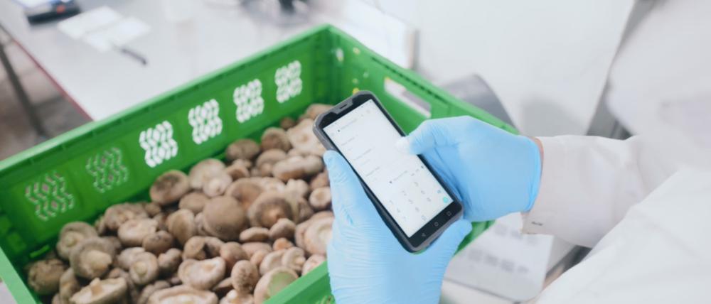 Das Berliner Start-up Tupu produziert Bio-Pilze für die Gastronomie in einer automatisierten Farm im Stadtgebiet.
