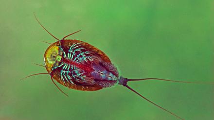 Der urzeitliche Kiemenfuss Triops cancriformis kommt auch in der Döberitzer Heide vor.