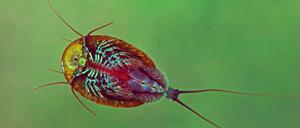 Der urzeitliche Kiemenfuss Triops cancriformis kommt auch in der Döberitzer Heide vor.