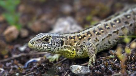 Zauneidechsen sind geschützt, leben aber häufig auf Brachen, die bebaut werden sollen. 