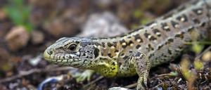 Zauneidechsen sind geschützt, leben aber häufig auf Brachen, die bebaut werden sollen. 