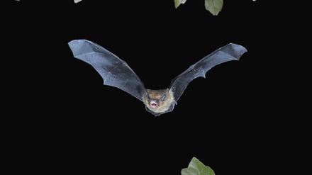 Zwergfledermaus im Flug